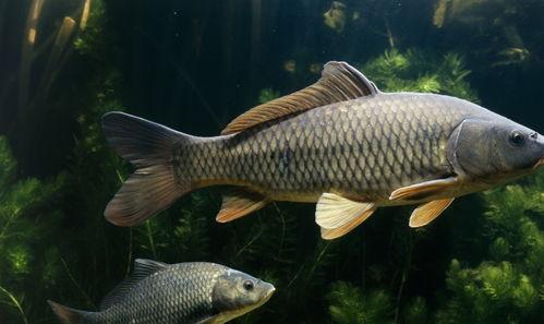 吃瓜娱乐小鲤鱼视频,趣味视频引网友热议